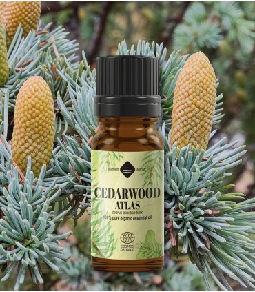 Cedru de Atlas BIO, ulei esenţial (cedrus atlantica)