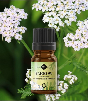 Yarrow pure essential oil