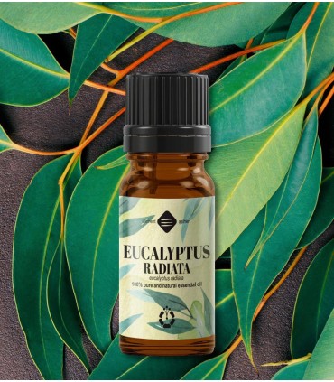 Eucalyptus Radiata pure essential oil