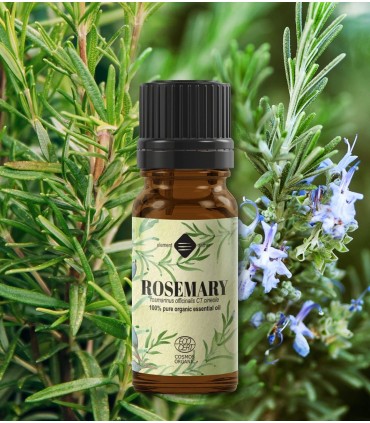 Rozmarin BIO ulei esenţial (rosmarinus officinalis)