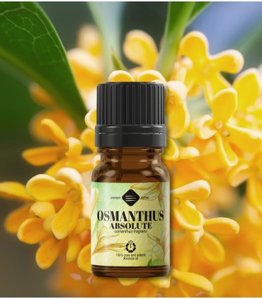 Absolut de Osmanthus (osmanthus fragrans) 1 ml