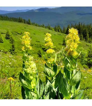 Gentiana Myralys