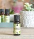 Blue Tansy pure essential oil