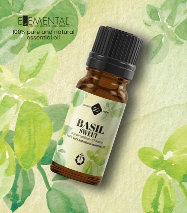 Basil sweet pure essential oil