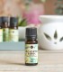 Eucalyptus Radiata pure essential oil