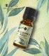 Eucalyptus Radiata pure essential oil