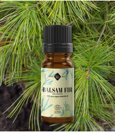 Brad balsamic ulei esențial (abies balsamea) 10 ml